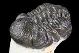 Lot: Assorted Devonian Trilobites - Pieces #76968-1